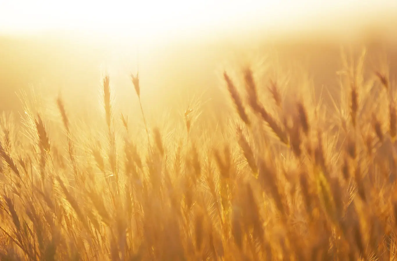 A field of golden wheat